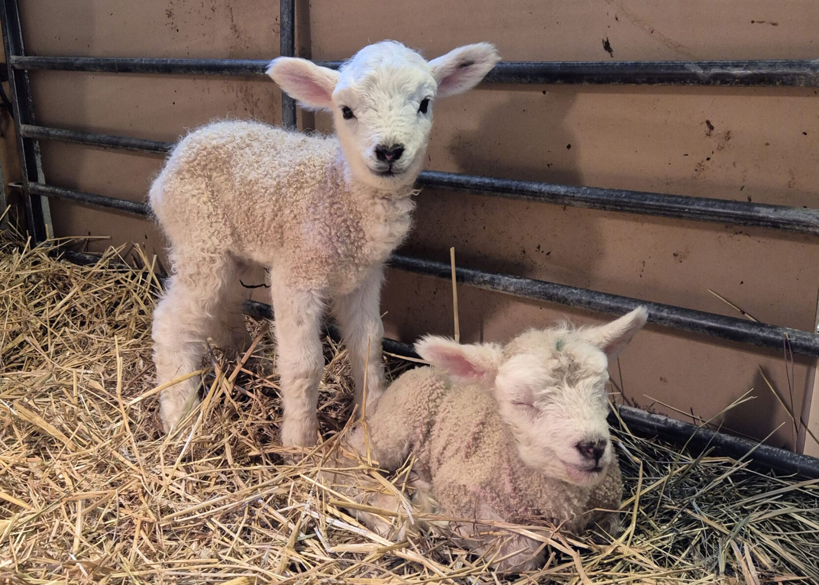 Foto p&aring; tv&aring; lamm. Entropion hos det liggande lammet till h&ouml;ger.