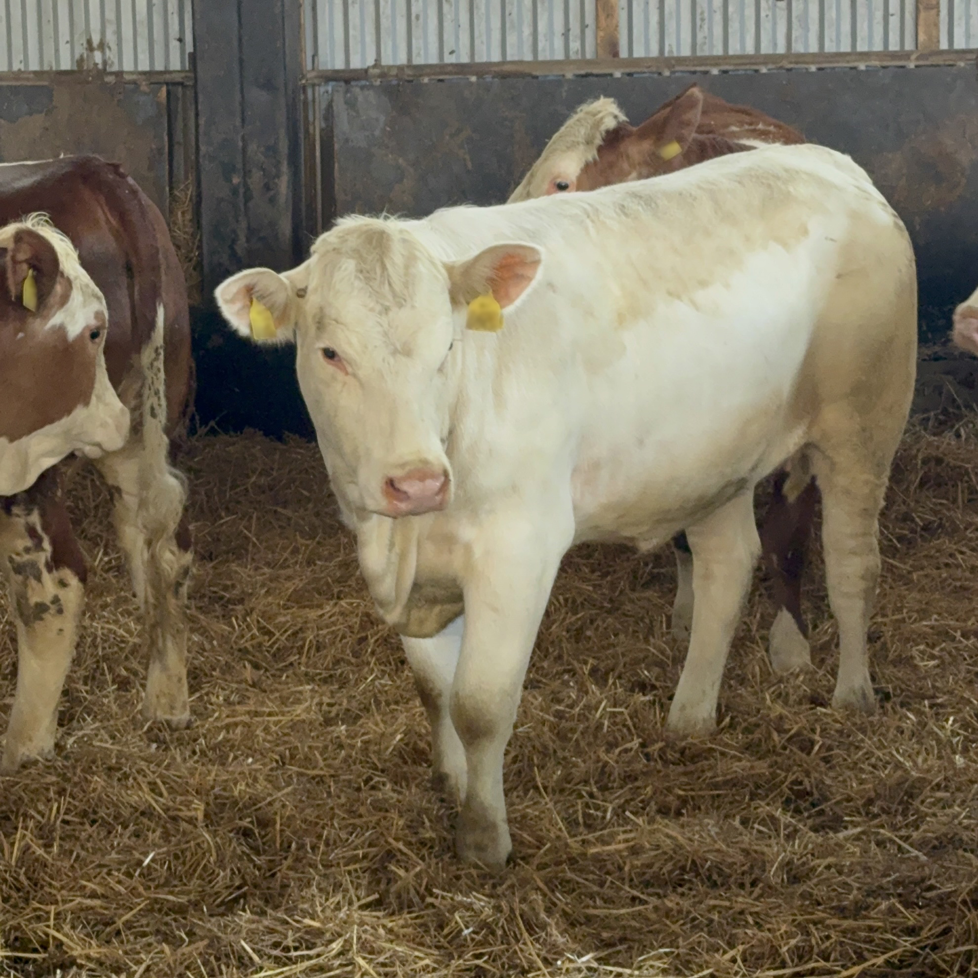 Den vita kvigan "Julia".