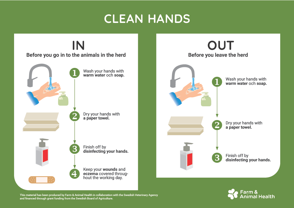Illustration om handhygien vid bes&ouml;k i djurbes&auml;ttning. F&ouml;re kontakt med djuren ska h&auml;nderna tv&auml;ttas med varmt vatten och tv&aring;l, torkas med pappershandduk och desinficeras. N&auml;r man l&auml;mnar bes&auml;ttningen ska samma rutin f&ouml;ljas. S&aring;r och eksem p&aring; h&auml;nderna ska h&aring;llas t&auml;ckta.