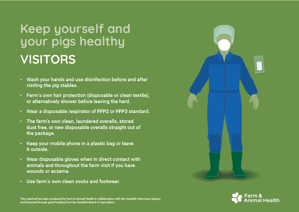 Illustration med smittskyddsr&aring;d f&ouml;r bes&ouml;kare i grisstall. Bes&ouml;kare ska tv&auml;tta och desinficera h&auml;nderna f&ouml;re och efter bes&ouml;ket, b&auml;ra h&aring;rskydd, FFP2- eller FFP3-andningsskydd, rena overaller samt g&aring;rdens egna strumpor och skor. Mobiltelefon ska h&aring;llas i plastp&aring;se eller l&auml;mnas utanf&ouml;r, och eng&aring;ngshandskar ska anv&auml;ndas vid direkt kontakt med djur eller om man har s&aring;r eller eksem.