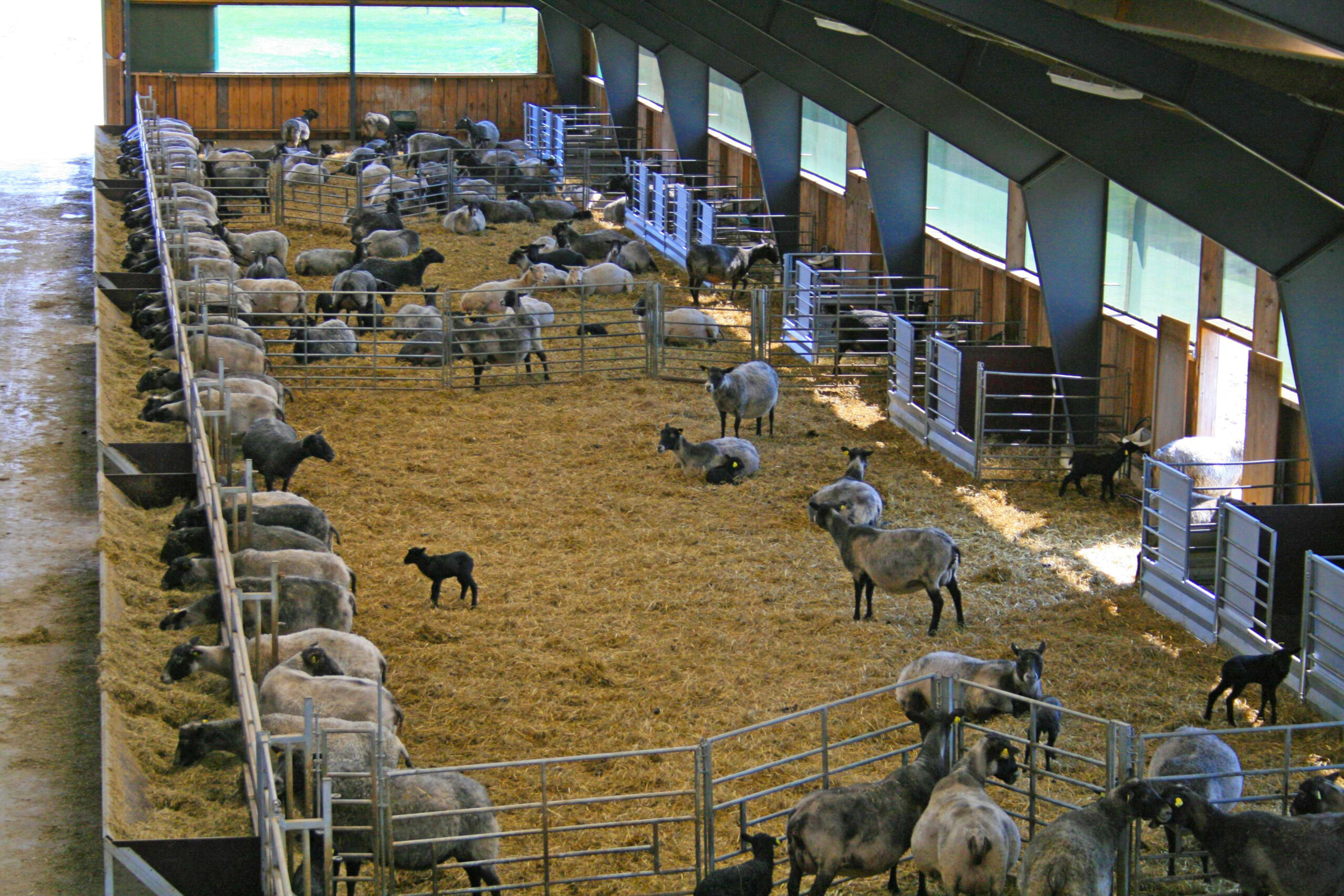 Foto på får och lamm i stall. Gruppindelning av djuren är en av nyckelfaktorerna för en bra foderekonomi och en god djurhälsa. Det gäller att undvika både under- och överutfodring. Foto: Einar de Wit.