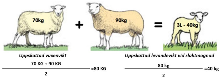 Formel f&ouml;r uppskattad vikt vid slaktmognad beroende p&aring; f&ouml;r&auml;ldrarnas vikt