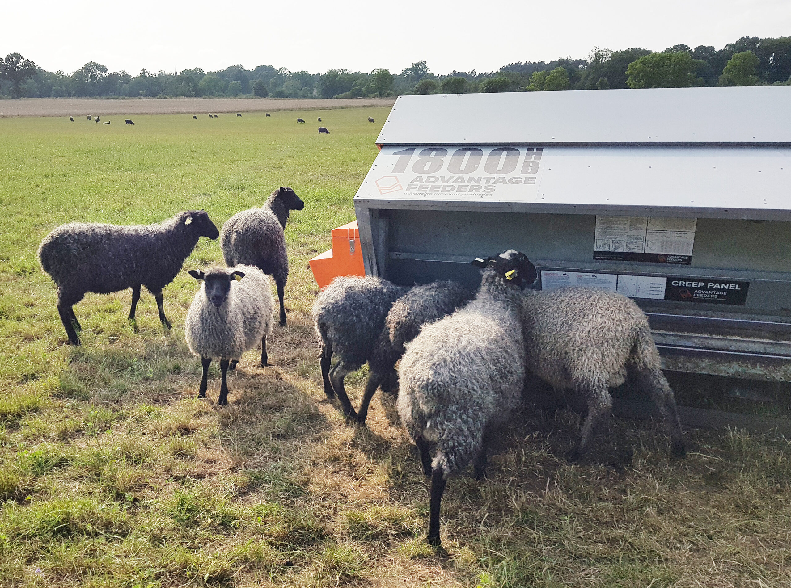 Lamm p&aring; vallbete med "slickmatare" f&ouml;r kraftfoder