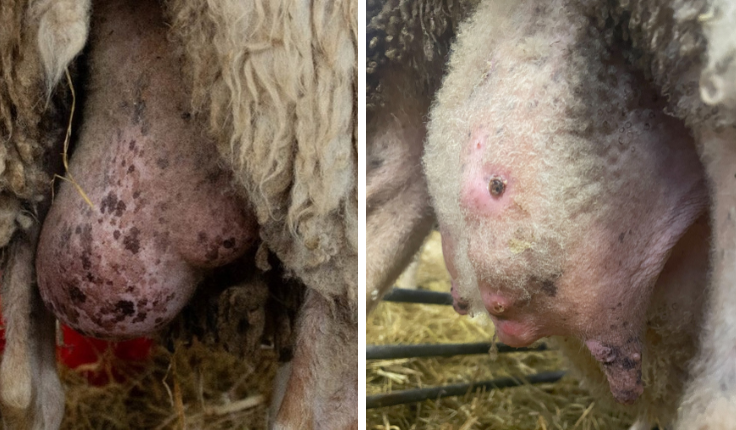 Foto: Till v&auml;nster: asymmetriskt juver. I detta fall inte orsakat av juverinflammation, utan ett enf&ouml;tt lamm som endast diat p&aring; ena sidan. Till h&ouml;ger: ett juver med kronisk juverinflammation och b&ouml;lder som spruckit upp.