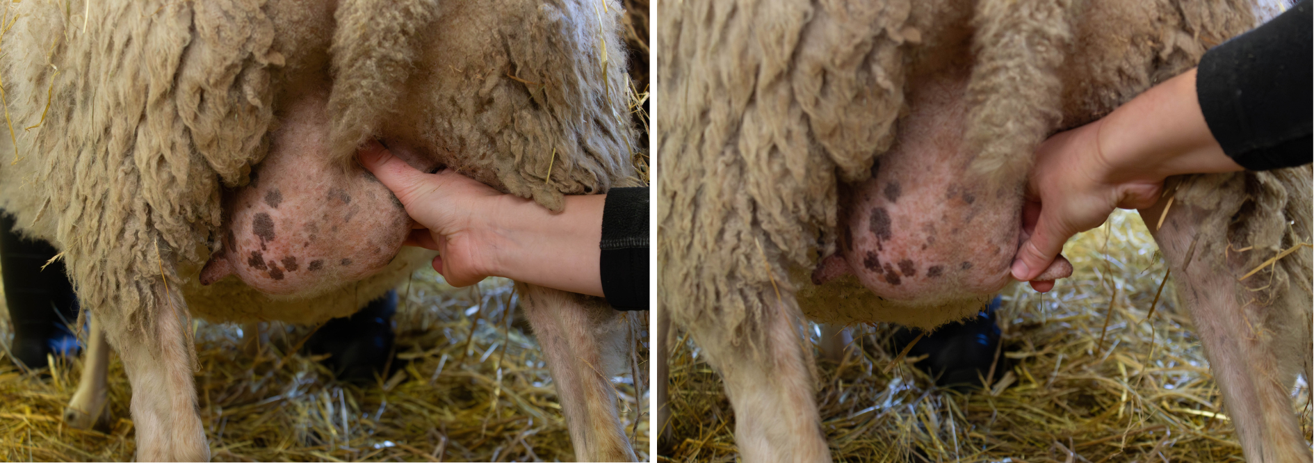 Bilder p&aring; hur man k&auml;nner igenom juverv&auml;vnaden p&aring; f&aring;r genom varje spene, fr&aring;n basen och ut mot toppen.