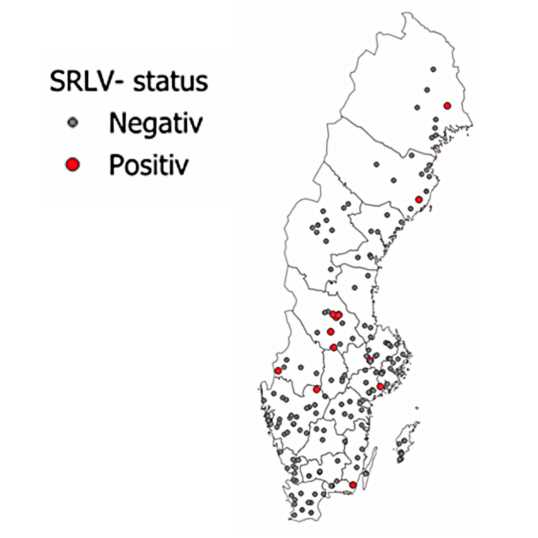 SRLV-status - Karta &ouml;ver provtagna f&aring;r- och getbes&auml;ttningar, i Sverige 2023-2025