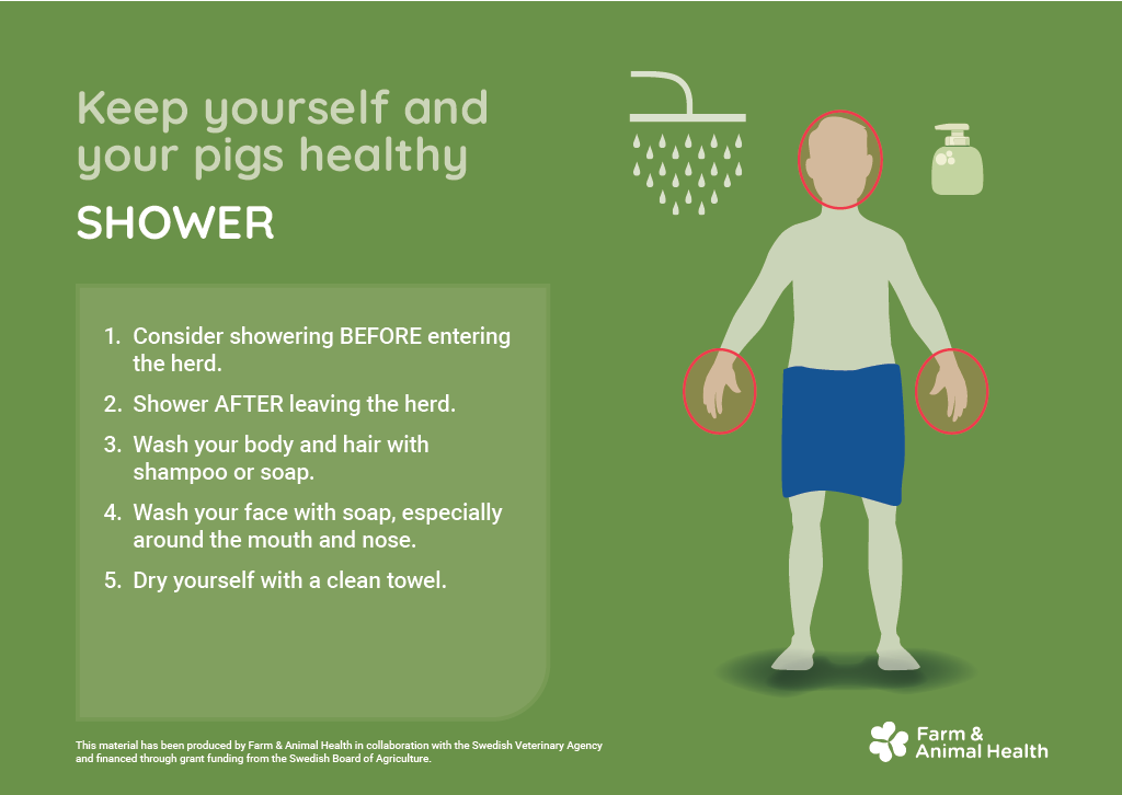 Illustration om duschrutiner i grisbes&auml;ttning. Rekommendationen &auml;r att duscha f&ouml;re intr&auml;de och efter att man l&auml;mnat bes&auml;ttningen, tv&auml;tta kropp och h&aring;r med schampo eller tv&aring;l, tv&auml;tta ansiktet noggrant runt mun och n&auml;sa och torka sig med ren handduk.