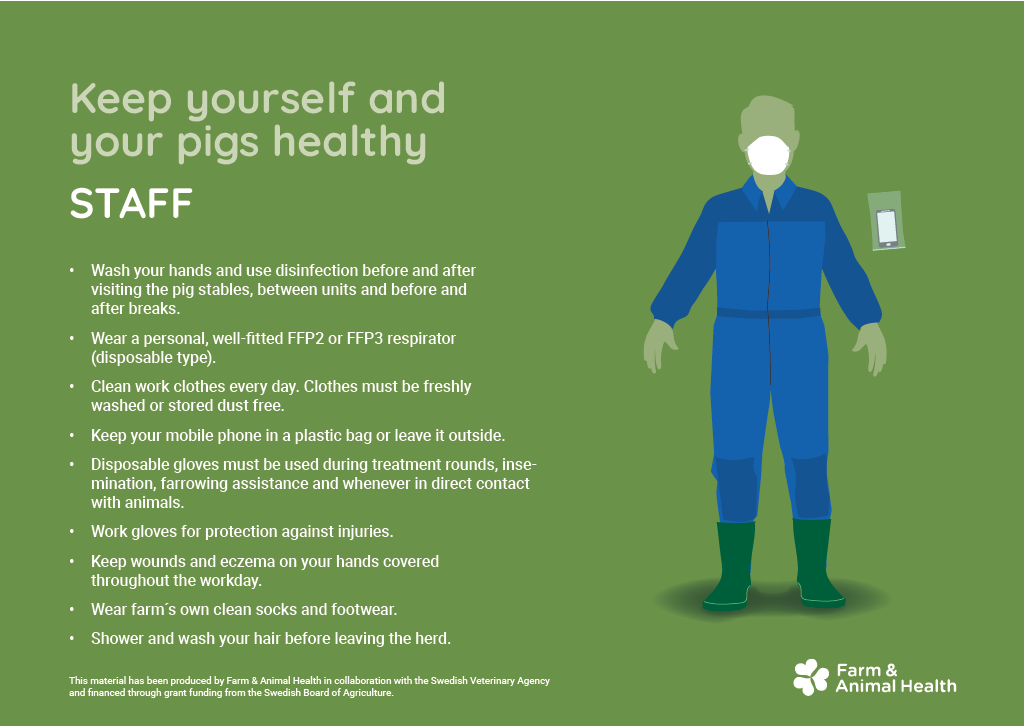 Illustration med smittskyddsr&aring;d f&ouml;r personal i grisstall. H&auml;nderna ska tv&auml;ttas och desinficeras f&ouml;re och efter stallbes&ouml;k, mellan avdelningar och f&ouml;re och efter raster. Personal ska b&auml;ra v&auml;lpassande FFP2- eller FFP3-skydd, rena arbetskl&auml;der, g&aring;rdens egna strumpor och skor samt h&aring;lla mobiltelefon i plastp&aring;se eller utanf&ouml;r stallet. S&aring;r och eksem p&aring; h&auml;nderna ska t&auml;ckas och dusch rekommenderas innan man l&auml;mnar bes&auml;ttningen.